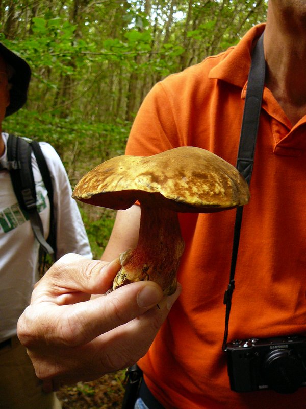 Boletus erythropus Bolet à pied rouge